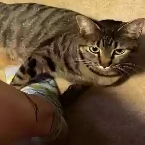 lost female cat maggie