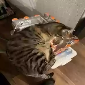 lost male cat trio