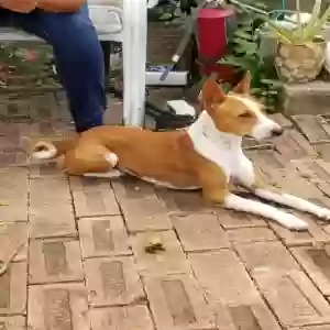 lost male dog foster jerk
