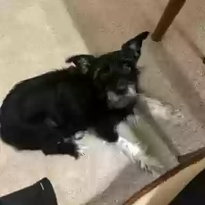lost female dog kloe
