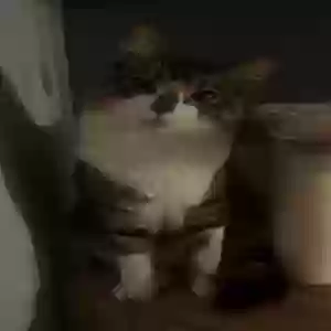 lost male cat tommy