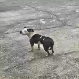 found female dog unknown