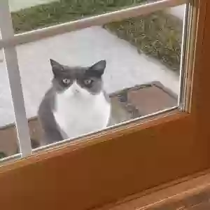 found unknown cat unknown