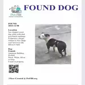 found female dog unknown