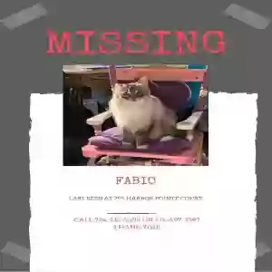 lost male cat fabio