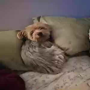 lost male dog pj