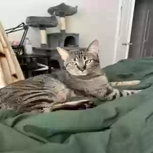 lost male cat ollie