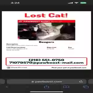 lost female cat boogers