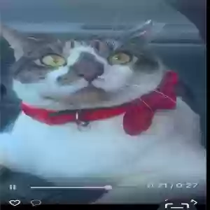 lost male cat timmy
