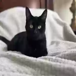 lost female cat mile