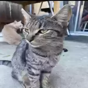 lost female cat kiiro
