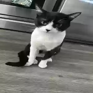 lost male cat theo
