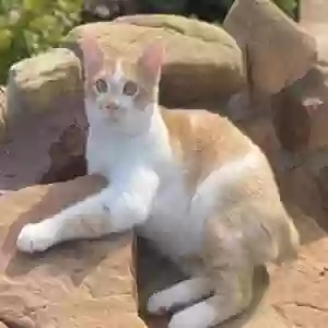 lost male cat bob