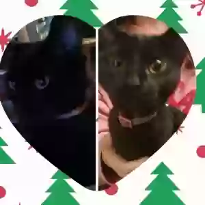 lost male cat vinny