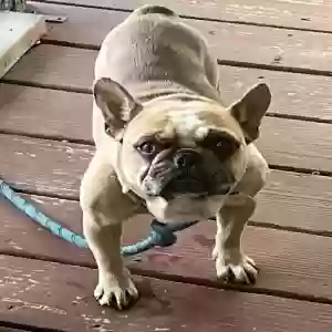 lost male dog winston louie