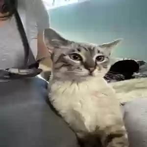 lost male cat poppy