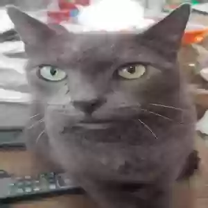 lost male cat max