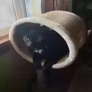 lost male cat captain