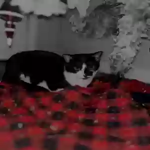 lost male cat julio