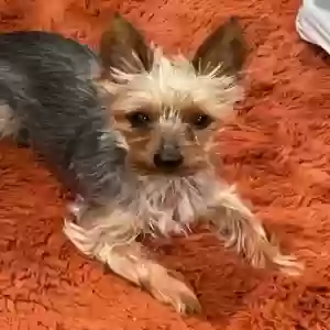 lost male dog poki