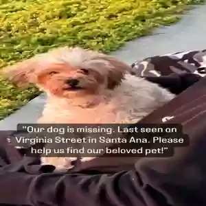 lost female dog athena