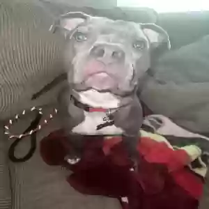lost male dog dino
