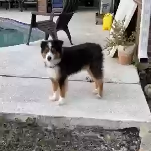 lost male dog cooper