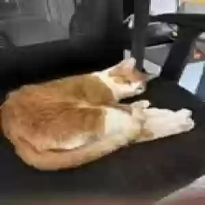 lost female cat misspriss