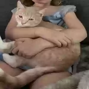 lost male cat pancake