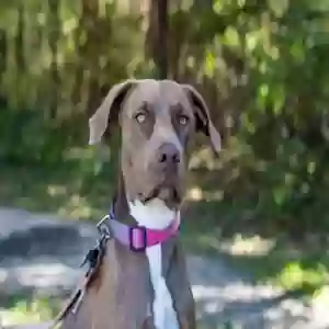 lost female dog hazel