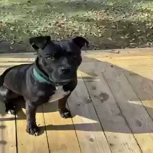 found male dog unknown