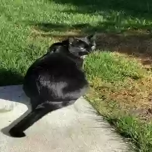 lost male cat jack
