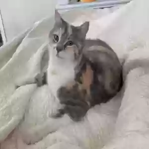 lost female cat aspen
