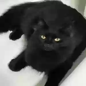 lost male cat unknown