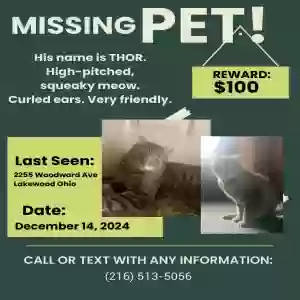 lost male cat thor