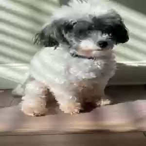 lost male dog batman