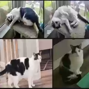 lost male cat toby