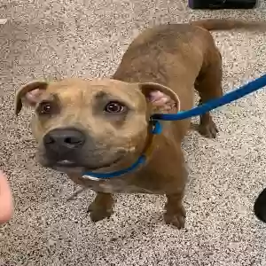 lost female dog brandy