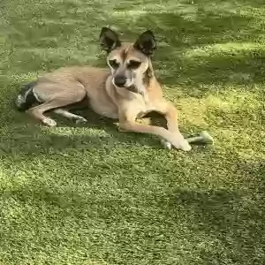 lost male dog georgie