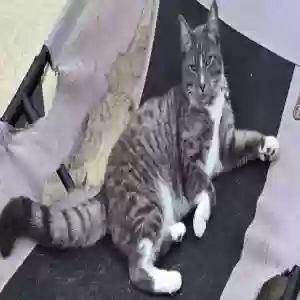 lost male cat unknown