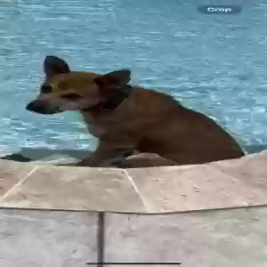 lost male dog texas