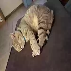 lost male cat buddy