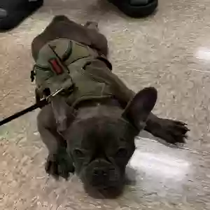 lost male dog magic