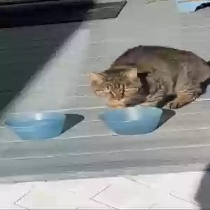 found unknown cat unknown