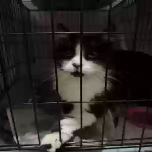 found male cat unknown