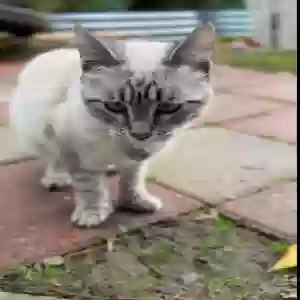 lost female cat rumi