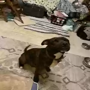 found female dog unknown