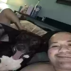 lost female dog oreo
