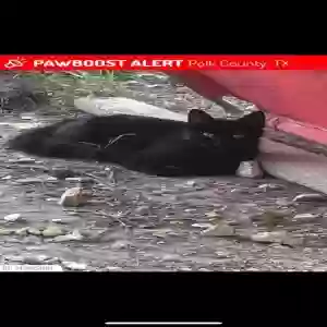 lost female cat soup