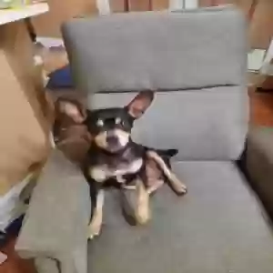 found female dog unknown